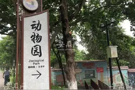 安徽一动物园饲养员遭老虎袭击死亡图片