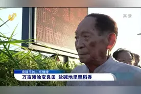 袁隆平与山东情未了：盐碱地里飘稻香，他让青岛产海水稻走向全国