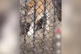 蚌埠一动物园饲养员遭老虎袭击不幸遇难，已饲养老虎近20年视频封面