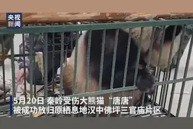 伤病野生大熊猫“唐唐”经半年疗养胖了48斤，已成功放归图片