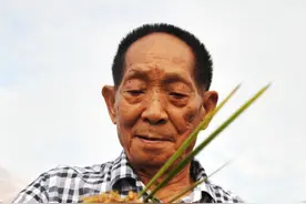 新华述评｜禾下乘凉梦 一梦逐一生——怀念袁隆平图片