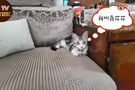 袁花花再也无法陪袁隆平听汇报了，光顾18年的理发店等不来老顾客了……图片