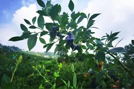 400亩爆浆蓝莓成熟，期待与您“莓”好相遇图片