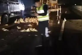 鸭子占领高速公路 交警变身“赶鸭人”图片
