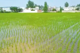 水稻稳定种植面积730万亩，年总产量75亿斤 信阳是袁老心中杂交稻种植第一市图片
