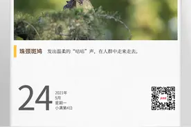 湖湘自然历丨戴“珍珠围脖”的鸟图片