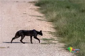 肯尼亚薮猫全身漆黑 野外生存神秘罕见图片