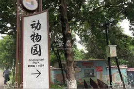 安徽一动物园饲养员遭老虎袭击死亡图片