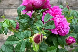 五月玫瑰香图片