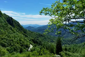 好吃！平武有一种野果叫“mer” ！边摘边吃太过瘾了！（附打卡地+各种吃法）图片