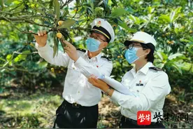 苏州东山“白玉”枇杷首出国门图片