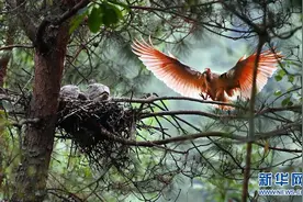 从“7”到“7000”，从“灭绝”到“重生”——朱鹮保护创世界濒危动物保护典范图片