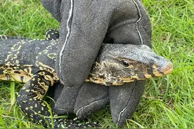 我为群众办实事 | 警民携手救助国家一级保护野生动物图片