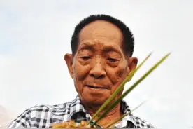 新华述评：禾下乘凉梦 一梦逐一生——怀念袁隆平图片