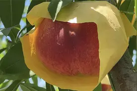 快来尝鲜！龙泉山第一波水蜜桃熟了图片