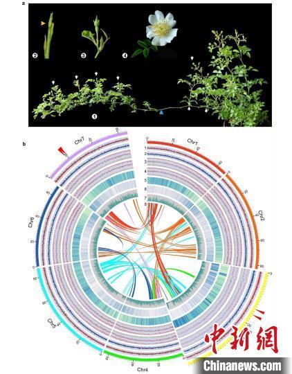 月季花带刺儿吗（月季为什么带刺科学家提出皮刺储水功能新假说）