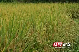 吃水不忘挖井人，说说我当年插第一代杂交稻“南优2号”的经历图片