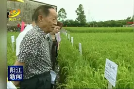 阳江农业科技人员缅怀袁隆平院士图片