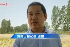 黄河滩区：昔日砖窑厂 今变新良田图片