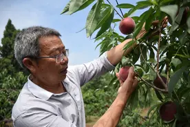 揭秘丨内江本地“夏满蜜桃”是如何培育出来的？图片