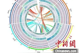 月季为什么带刺？科学家提出“皮刺储水”功能新假说图片