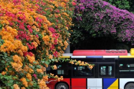 杜鹃花的花语是什么（花城花语｜最艳那一抹簕杜鹃）
