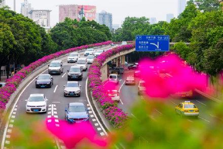 花城花语｜最艳那一抹簕杜鹃