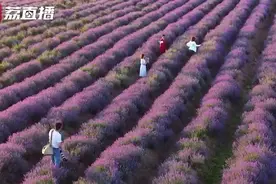 美！这片薰衣草紫色花海，你想去看吗视频封面