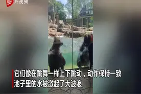 隔着屏幕都快乐！美国动物园两只熊在水中轻快跳舞图片