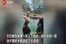 隔着屏幕都快乐！美国动物园两只熊在水中轻快跳舞图片