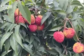 不止妃子笑，海口农户36年种出辣椒味荔枝！网友馋了：想尝尝图片