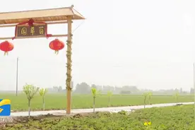 滨州阳信：党建引领产业发展 芍药绽放助农增收图片