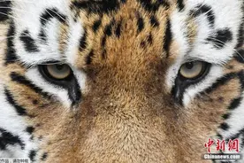 俄居民偶遇阿穆尔虎投喂肉食 专家：太危险了图片