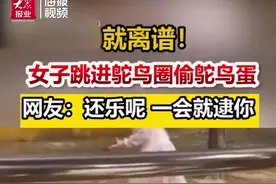 德州一女子翻笼偷鸵鸟蛋被逮个正着 工作人员：请爱护动物文明观园图片