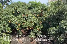海口农户36年种出辣椒味荔枝！还有鸡腿肉味的，网友：不知道杨贵妃敢不敢吃图片