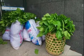春蚕日记｜熟蚕上山图片