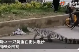 河南街头现鳄鱼散步，路人称旁边有人看护，网友直呼：离谱图片