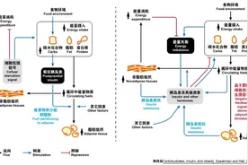 人为何会变胖？低碳水饮食能减肥吗？图片