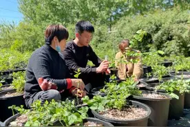 回乡种蓝莓 济宁梁山90后大学生冯中岳的创业路图片