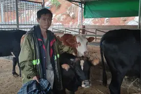 大学生把县城门面卖掉当“牛倌”带着乡亲齐致富图片