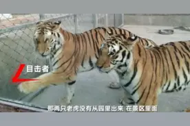 两只老虎咬死饲养员，被警方击毙图片