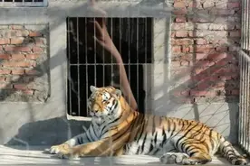 突发！老虎袭人出逃被击毙，饲养员死亡！3天内已发生两起老虎伤人事件图片