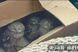 浙江男子醒来吓一跳！一群“不速之客”正围观他睡觉……图片