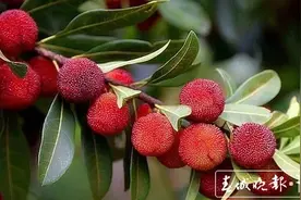 杨梅成熟季！昆明富民万亩杨梅等你来摘图片