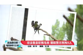 北京警方解救31只珍稀鸟类，5名非法鸟贩子被刑拘图片