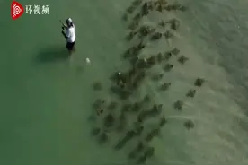 佛罗里达州一渔夫专心钓鱼 错过身后大群黄貂鱼图片