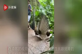 笑疯了！雄性大眼斑雉反复展开羽毛求偶 雌鸟冷漠回避不搭理图片