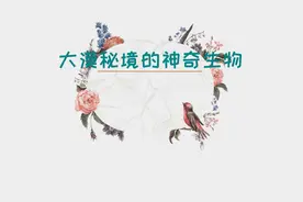 生物多样性|大漠秘境 神奇生物视频封面