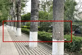 顺义｜树上为啥扎入这种小瓶子？图片