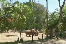 以色列防空警报响起 数头大象围成一圈保护小象图片